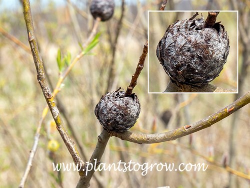 This image was taken in the spring.  Earlier the brown structure would have looked like a small pine cone covered with a  mass of white hair.  Looking at the insert image, some of the white hair can still be seen.